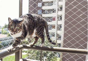 Rede de proteção para pets
